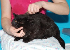 кашель у котов