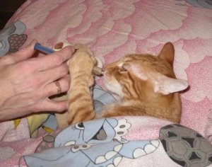 лечение кашля и чихания у кошек