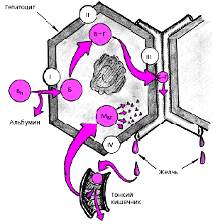 билирубин крови