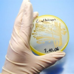 кандидоз и аутизм