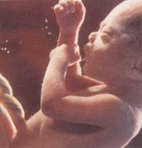 восьмой месяц беременности