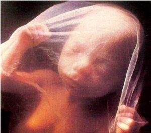 четвертый месяц беременности