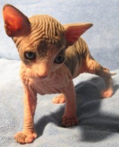 прикольные клички котов