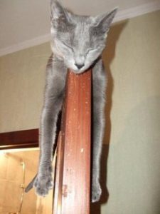 смешные имена для кошек