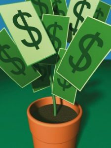 денежное дерево