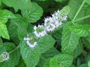 мелисса от целлюлита