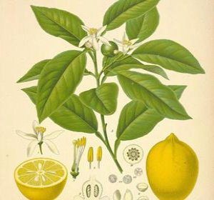 как лечить ангину дома