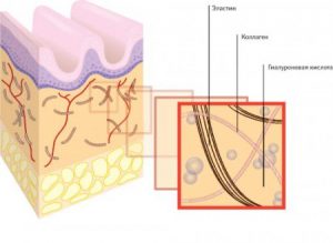 функции гиалуроновой кислоты