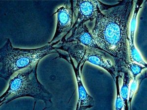 клеточная косметика - прорыв в косметологии