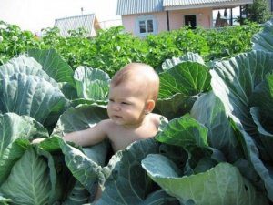 откуда берутся дети?