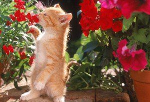 аллергия у котов