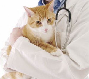 как лечить кошку при чихании?