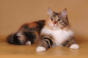 трехцветная кошка