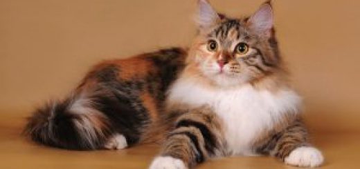 трехцветная кошка
