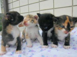 трехцветные котята