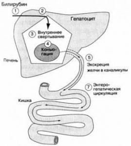 образование билирубина крови