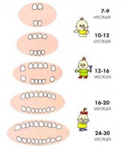 сроки прорезывания зубов