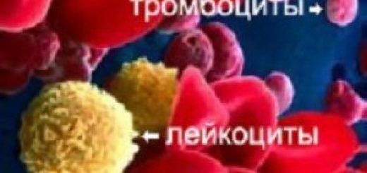 лейкоциты крови