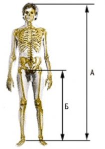трохантерный индекс