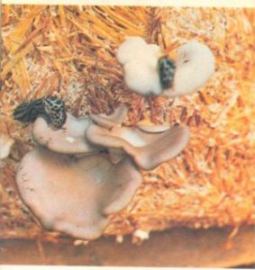 вредители вешенки - слизни