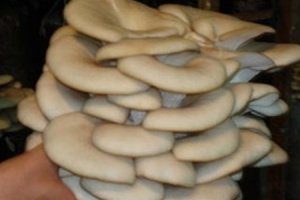 малый бизнес - выращивание грибов