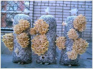 урожайность вешенки