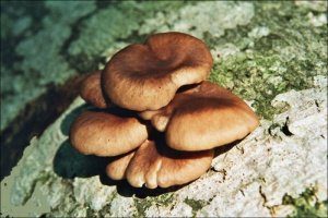 виды вешенки - вешенка обыкновенная