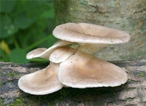 вешенка рожковидная