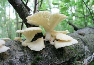 Вешенка легочная