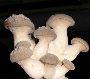 Виды вешенок: вешенка степная, королевская