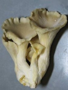 Вешенка флоридская