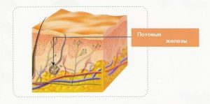 причины потения