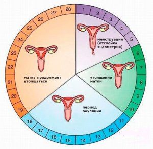 менструальный цикл и менструация