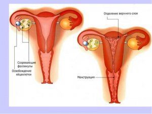 менструация