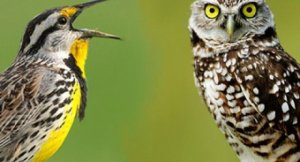 сова жаворонок биоритмы