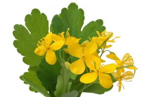 чистотел от прыщей