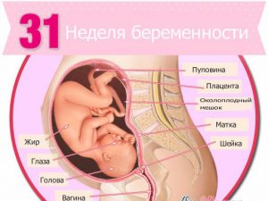 31-nedelja-beremennosti.jpg