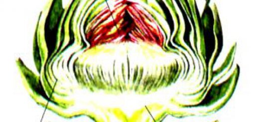 artishok-v-razreze.jpg