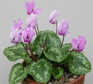 cyclamen_purpurascens.jpg