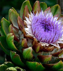 rastenie-artishok-cvetok.jpg