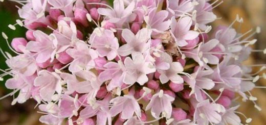 valeriana.jpg