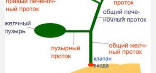 01shema-zelchnih-putey.jpg