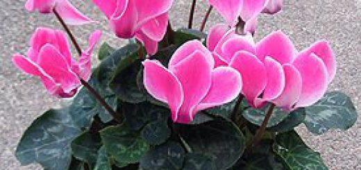 275px-alpenveilchen_cyclamen_1.jpg