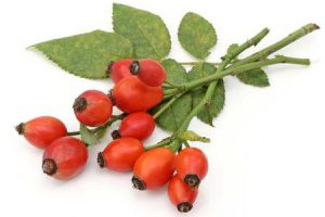 ветка шиповника.jpg