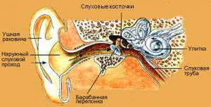 Строение уха.jpg
