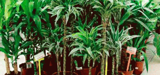 Драцена.gif